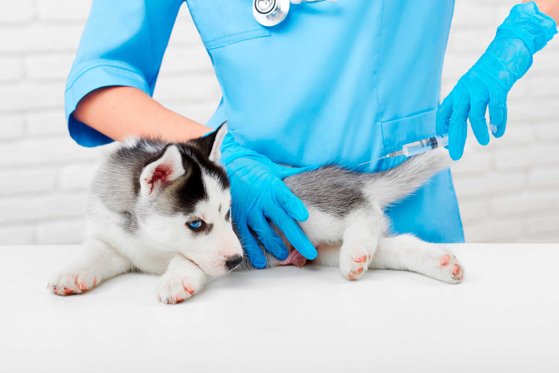 Inseminação Artificial Veterinária Landing Image